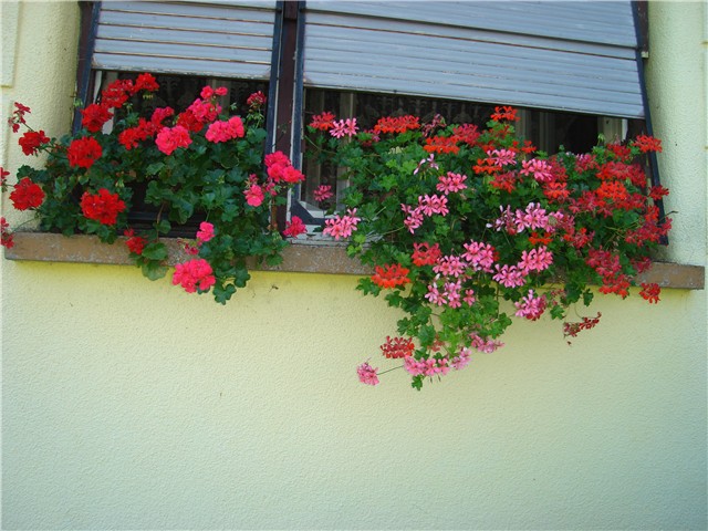 pelargonje